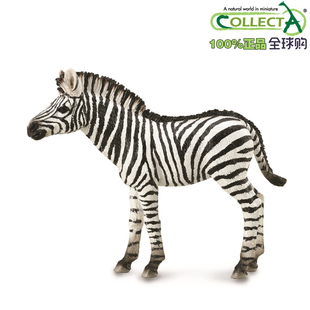 英国CollectA我你他原装正版仿真野生动物88850小斑马2019新款