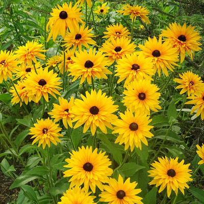 黑心菊种子景观工程绿化阳台庭院花种籽室内外四季易种活黑心种孑