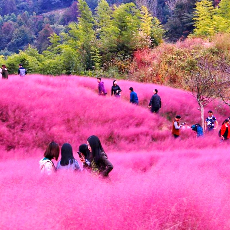 网红粉黛乱子草种子多年生花海
