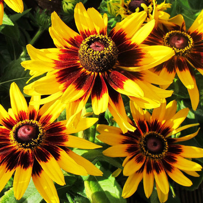 黑心菊种子多年生阳台庭院可盆栽