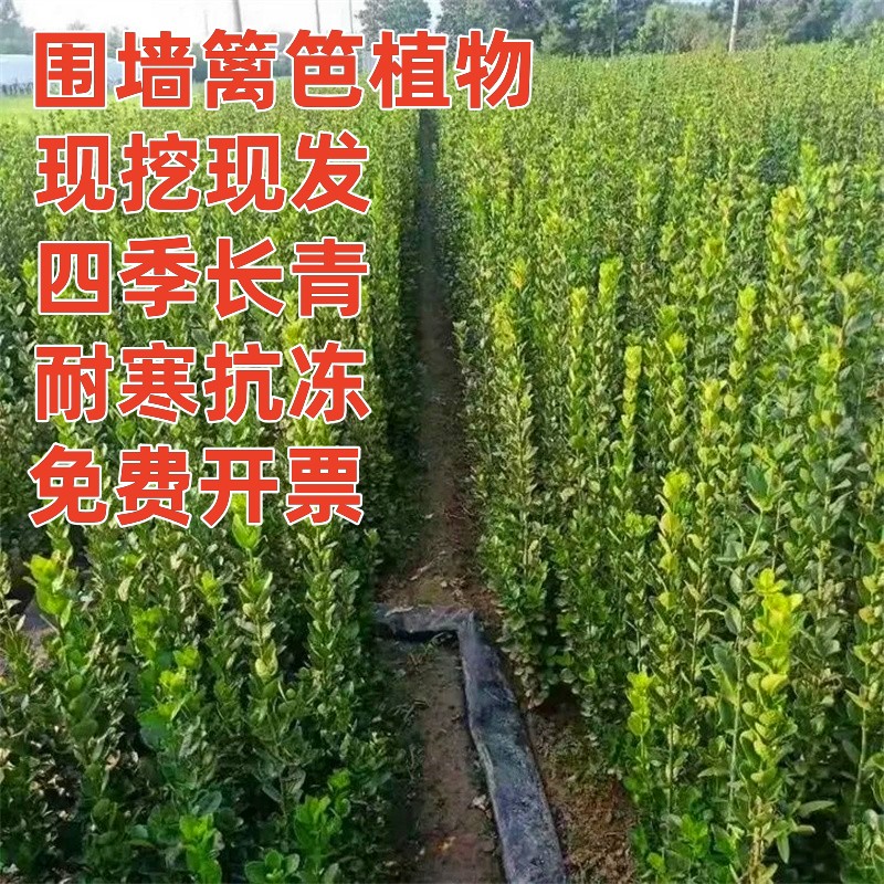 四季常青北海道黄杨苗围墙篱笆植物大叶冬青树多年生耐寒庭院绿篱