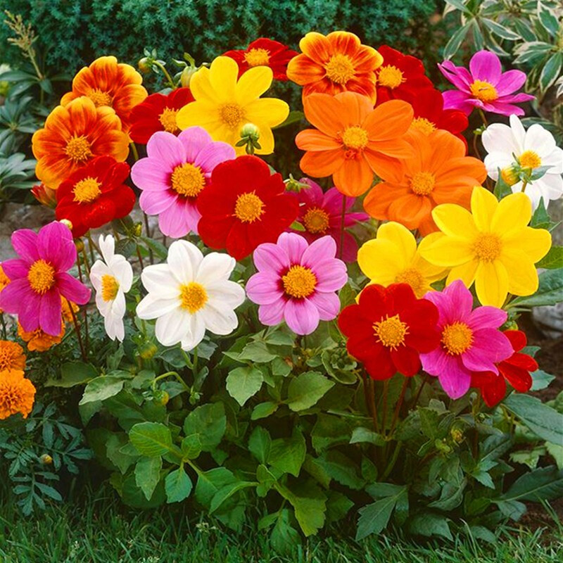 喜阳耐热花仔种子小丽花室外多年生花籽庭院公园花草植物花种花卉