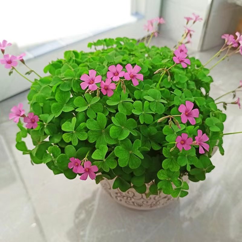 易成活红花三叶草种球幸运草种子紫叶酢浆草种根四季阳台盆栽花卉