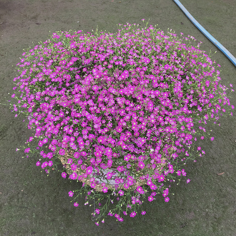 家里有阳台小院空花盆的用小铲耙子种些满天星美化庭院开花漂亮