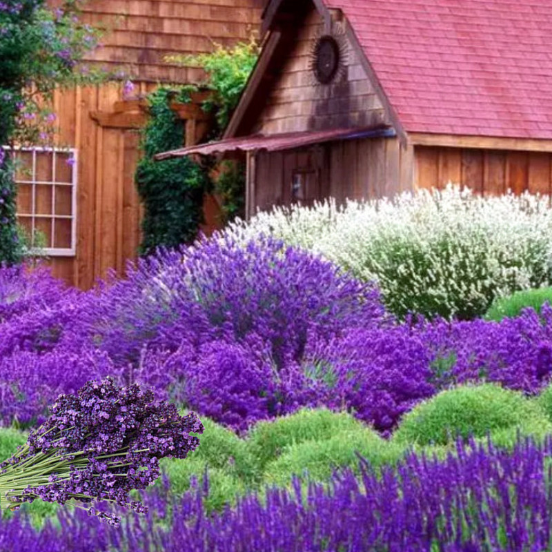 浓香薰衣草花种籽多年生耐寒耐旱香草花卉种孑花籽子四季易活庭院