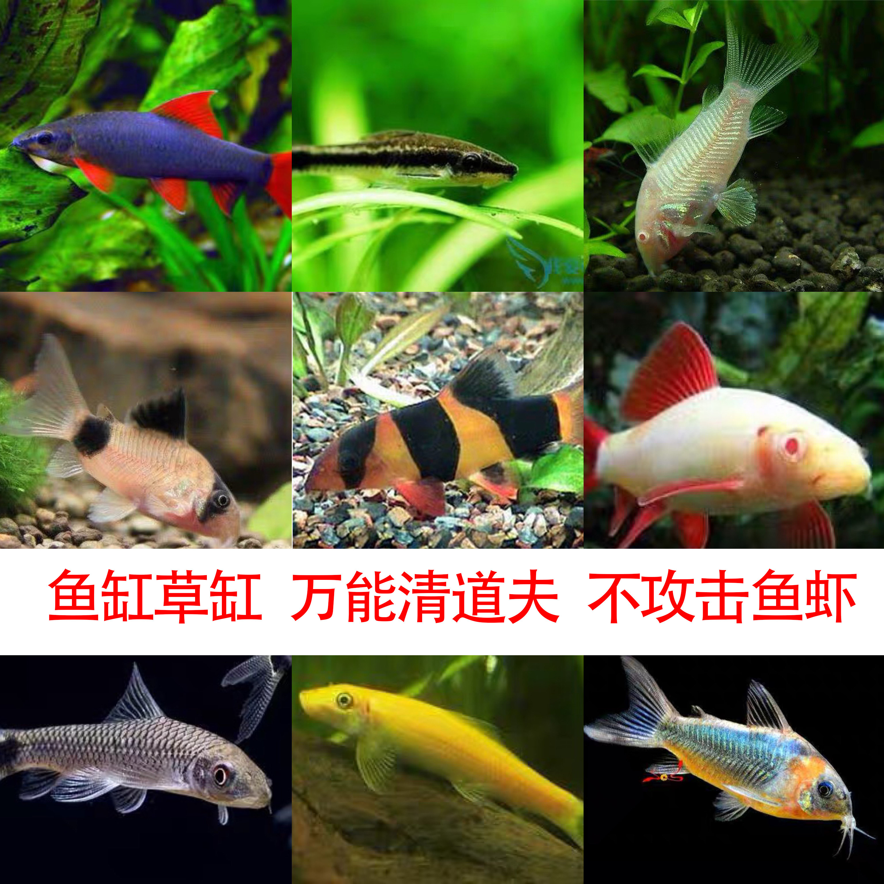 鱼缸草缸热带除藻工具鱼金苔鼠花椒鼠珍珠鼠白老鼠清洁鱼活体