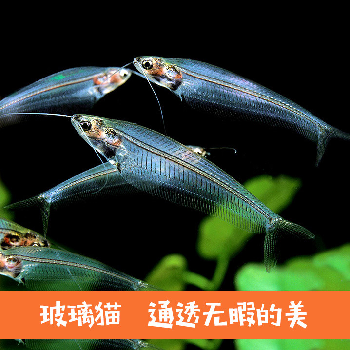 淡水草缸活体透明小型鱼