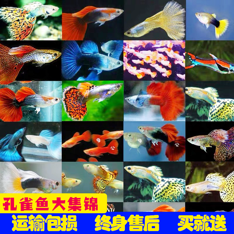 宠物活体宠物活体迷你孔雀鱼包邮鱼孔雀活体,宠物/宠物食品及用品,鱼,淘宝优惠券,粉丝福利购,淘宝优惠卷