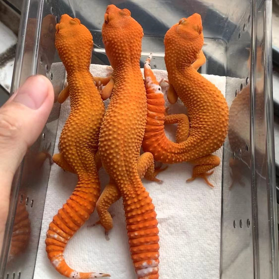 豹纹守宫苗子易养懒人宠物年轻人网红小宠活体爬宠蜜橘黑夜阳光