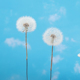 巨型蒲公英彩色干花永生花滴胶花材料手工diy单只拍照花卉装 饰品