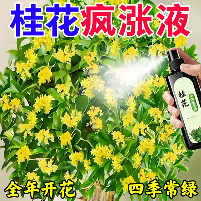 桂花树肥料专用肥黄叶干焦尖枯叶