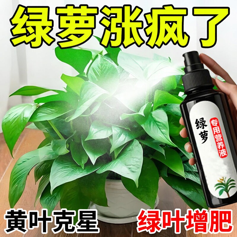 家用盆栽绿萝水培土培营养液