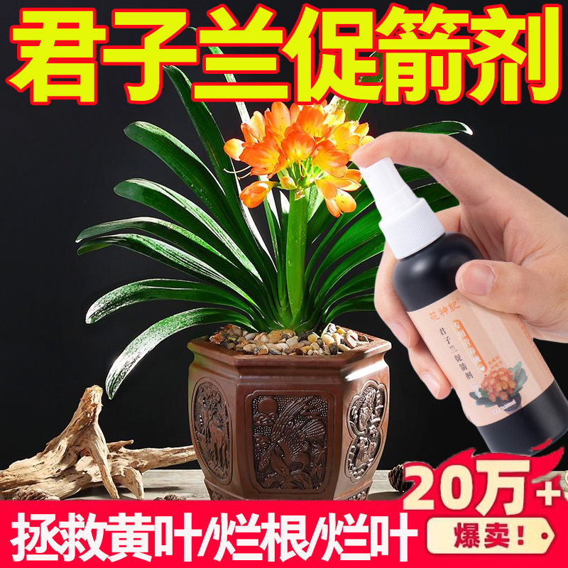 君子兰促箭剂催花营养液促花箭防黄叶快速开花专用肥免稀释液体肥