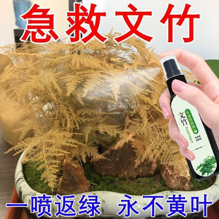 文竹专用营养液肥料根部发黄干尖枯瘦叶子烂根一喷绿生根生长变绿