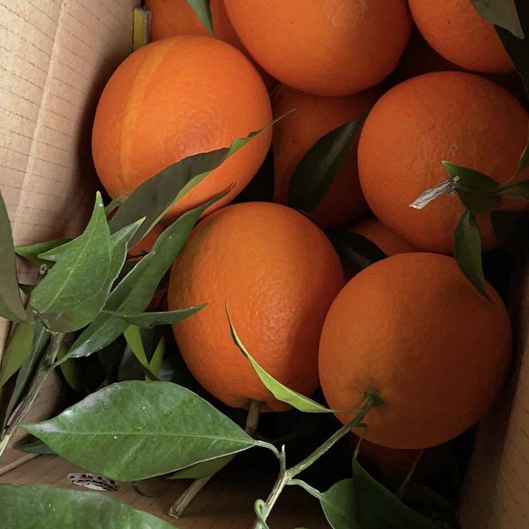 【直播选果】重庆奉节脐橙新鲜现摘净重9斤18斤果肉细腻香甜可口