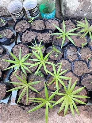 海南毛感星月菩提籽菩提树苗果树吉祥树