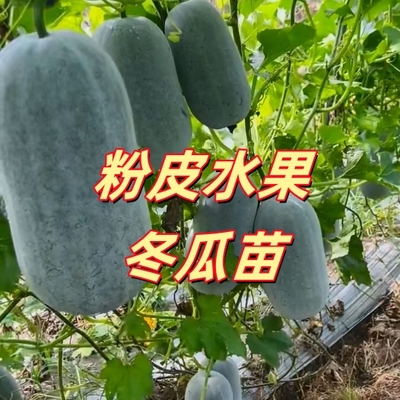水果小冬瓜苗袖珍粉皮高产庭院菜园种植冬瓜种子黑皮广东广西