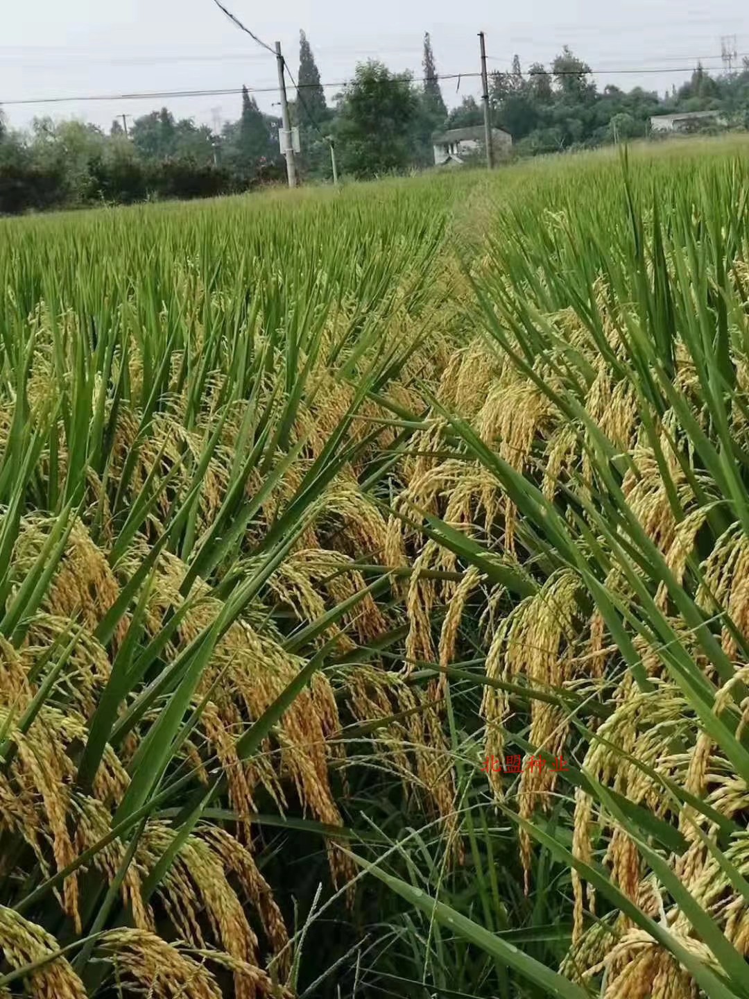 特种水稻种子超级稻高产高秆高杆稻鱼虾蟹共生再生稻耐盐碱海水稻-封面