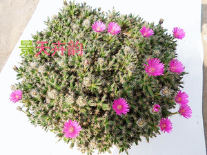 老桩 多肉植物 [紫晃星] 防辐射 迷你花卉 紫星 景天科