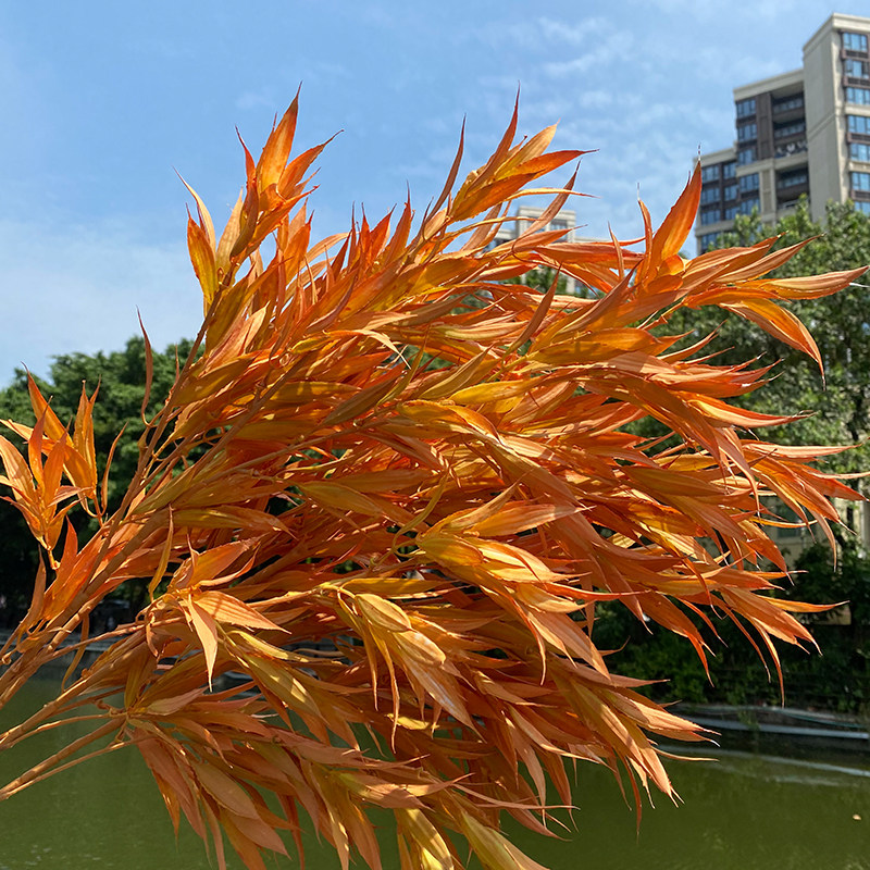 仿真植物背景墙草坪插花单支绿植塑料叶子餐厅客厅装饰蕨类假花草