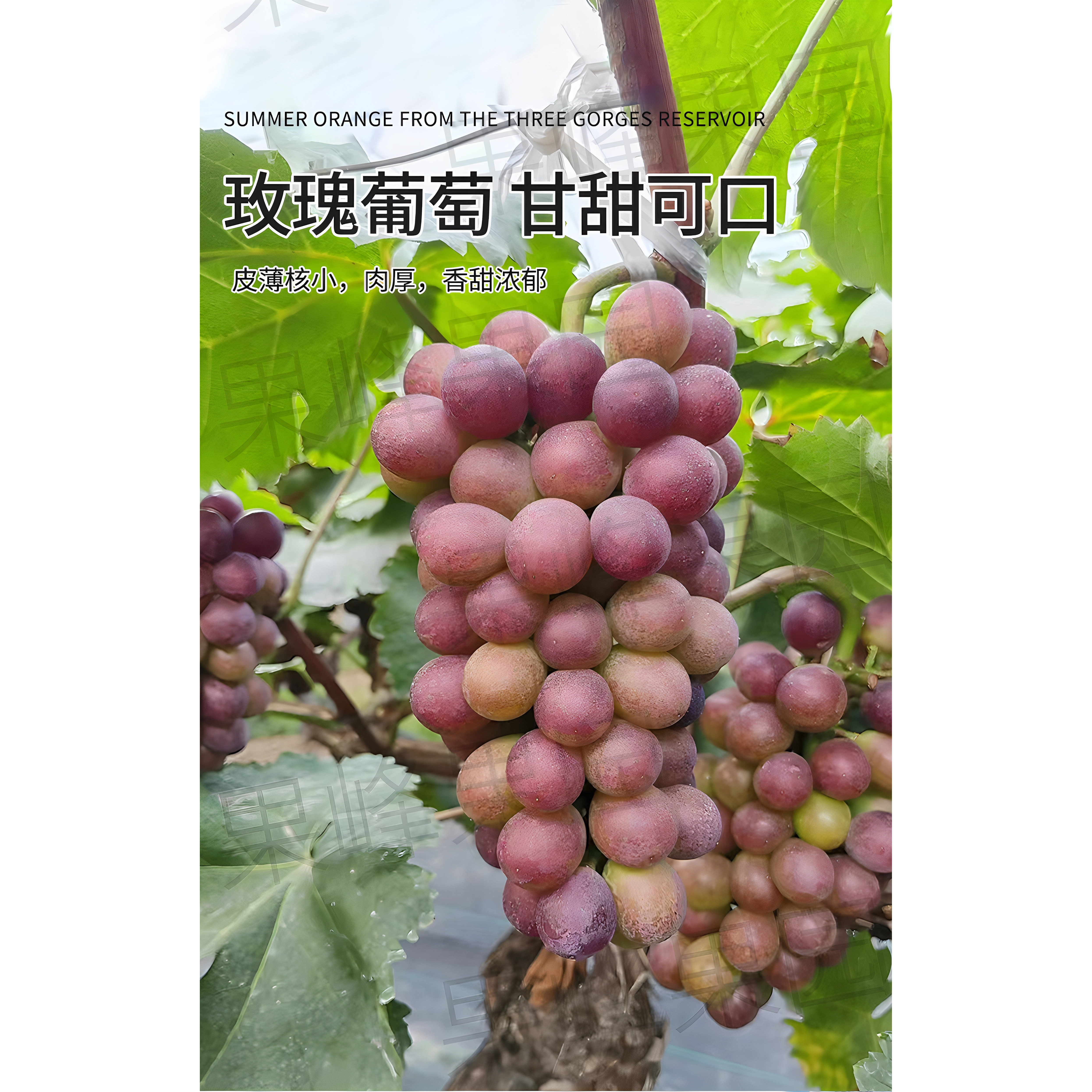 上海马陆精品玫瑰香葡萄礼盒装新鲜水果果园现摘现发顺丰冷链
