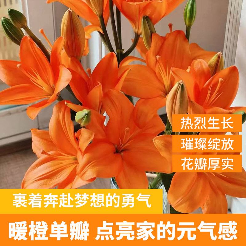 鲜切花橙色亚百合花云南基地直发斗南市场家用水养插花束,鲜花速递/花卉仿真/绿植园艺,花材,淘宝优惠券,粉丝福利购,淘宝优惠卷