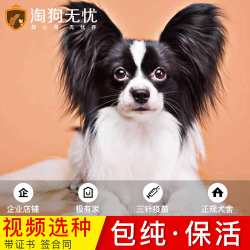 蝴蝶犬价格 蝴蝶犬图片 星期三