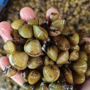 野生河蚬带壳新鲜河蚬子黄金蚬子鲜活小贝类