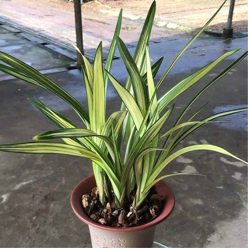 福隆 壮苗兰花 经典中透艺草 建兰系列兰草 四季兰 线艺兰花苗