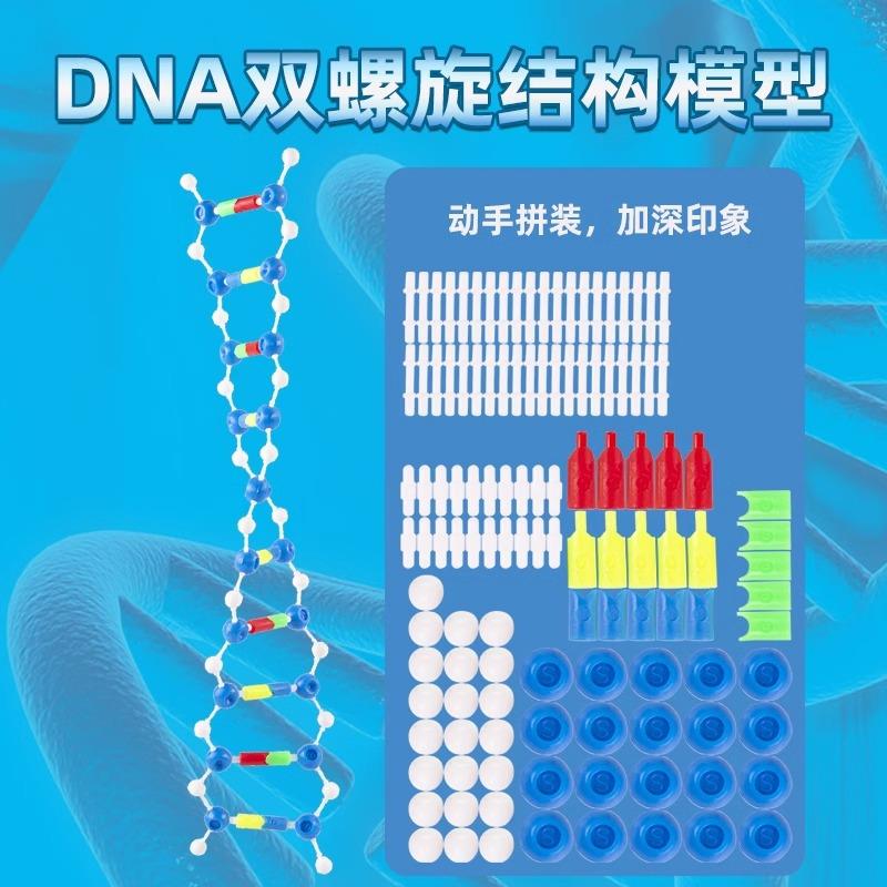 双螺旋结构模型组件高中生物遗传基因和变异实验器材教学演示