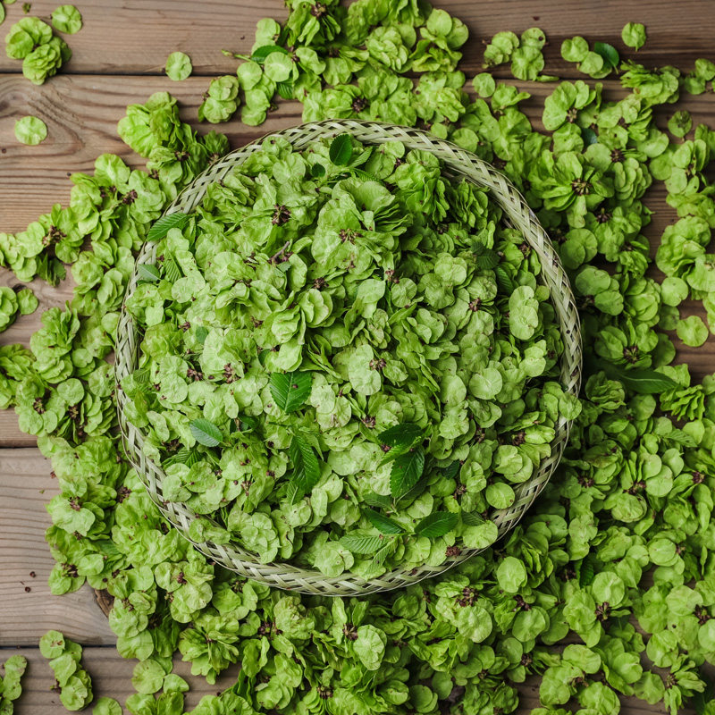 手摘纯天然野菜钱串榆钱子榆钱儿新鲜做窝窝头煮粥食材现摘现发