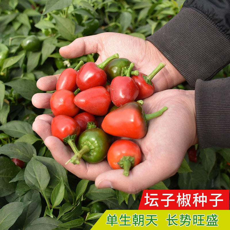 樱桃红泡椒种子灯笼泡椒坛子椒超辣鸡心水果辣椒种籽高产四季蔬菜