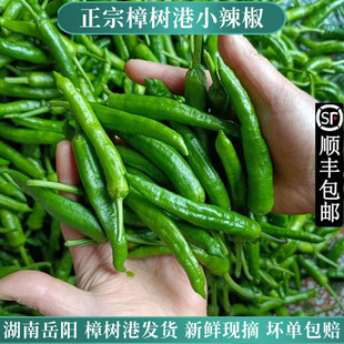 正宗樟树港辣椒新鲜现摘湖南岳阳湘阴本地特产农家小薄皮嫩青辣椒