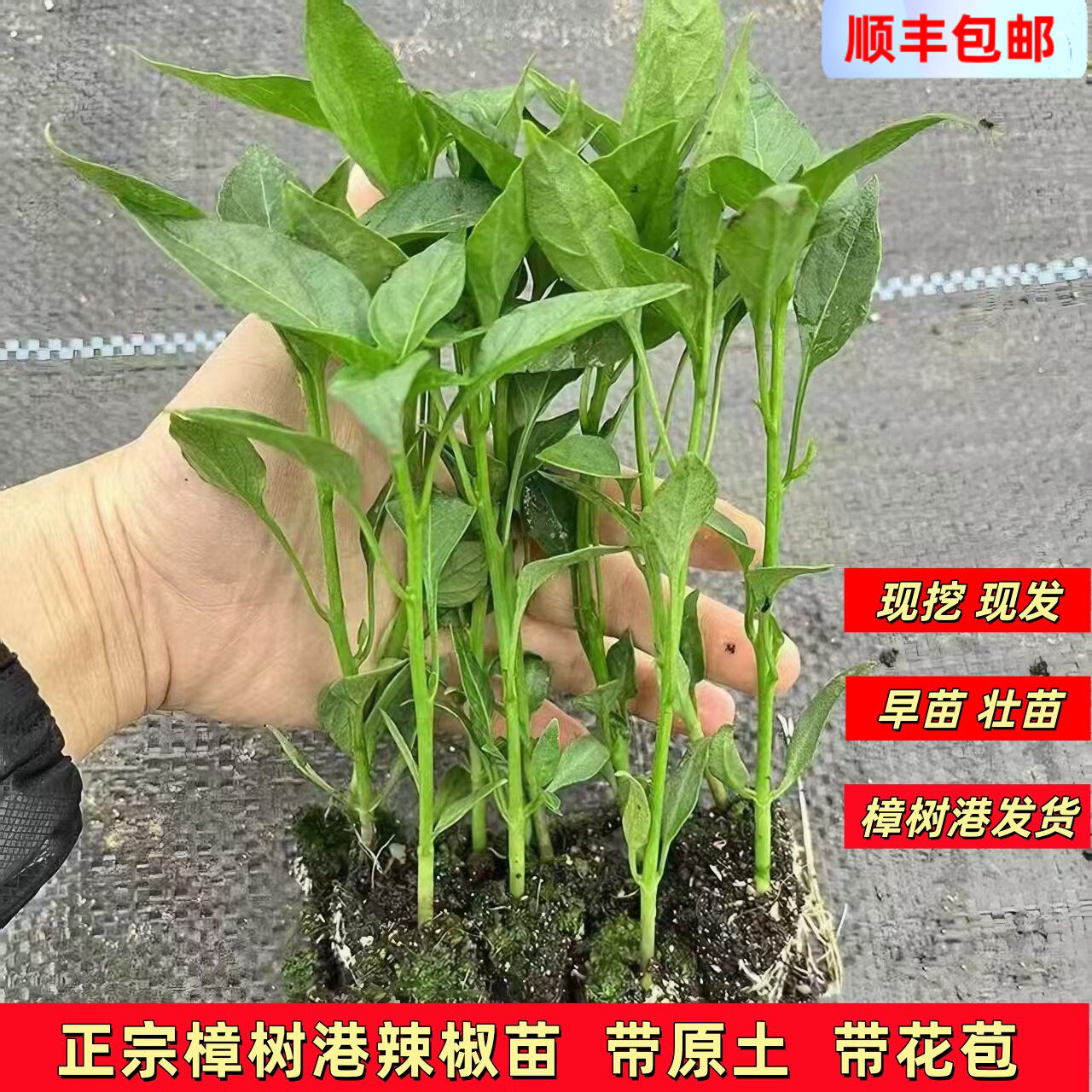 正宗樟树港辣椒苗 湖南原产地辣椒大苗 岳阳湘阴特产带土嫩辣椒苗