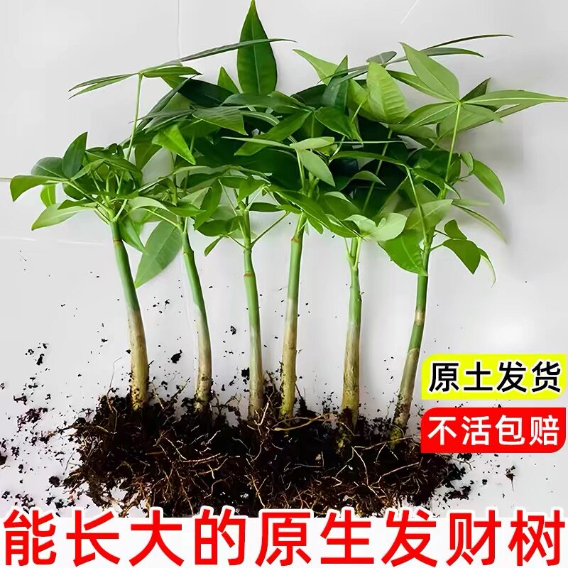 发财树种子原生种苗室内盆栽植物飘枝单杆水培绿植五福奇趣招财树图片