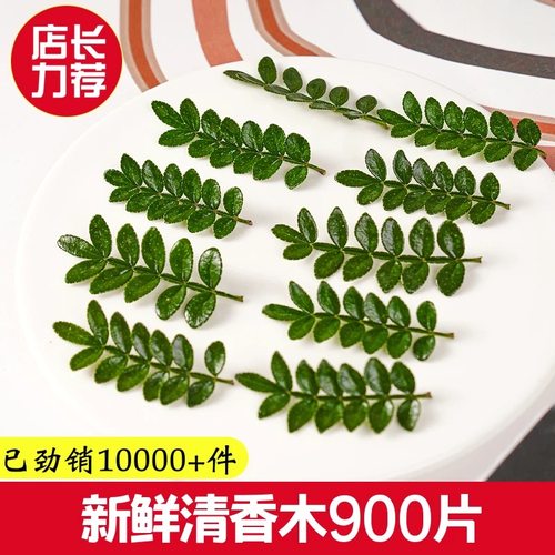 新鲜采摘清香木叶子蛋糕烘焙甜品西餐摆盘装饰点缀花草胡椒木盆栽