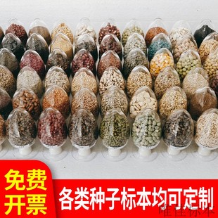 博物馆用中草药种子标本农作物花卉树木果蔬观察教学展示定制展览