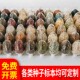 博物馆用中草药种子标本农作物花卉树木果蔬观察教学展示定制展览