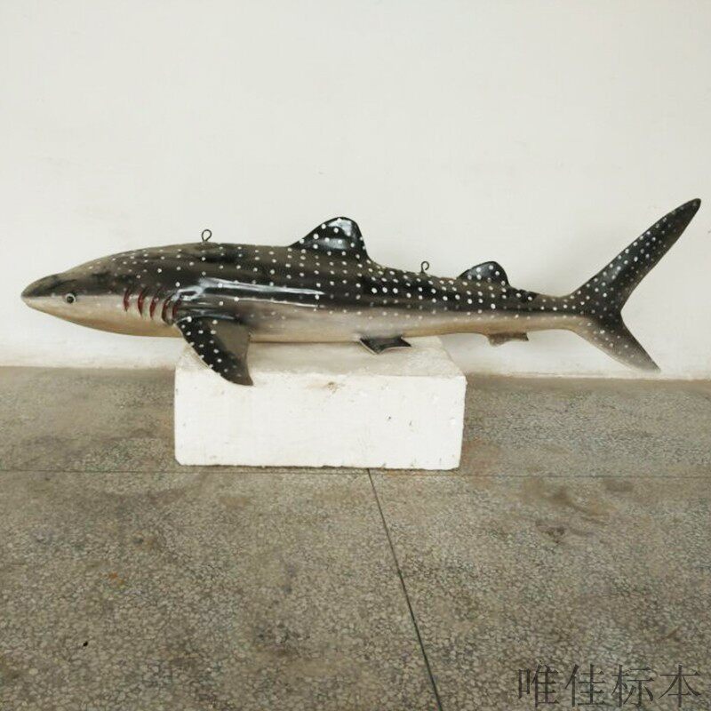 高仿真树脂鱼类海洋标本模型大白鲨鱼海豚海豹博物馆科普展示鲸鱼