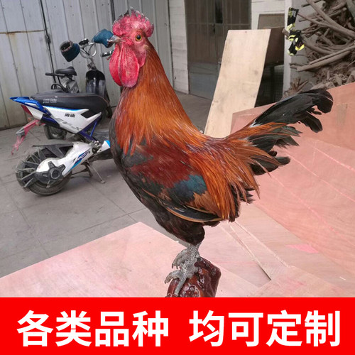 大公鸡山鸡母鸡芦花鸡贵妃鸡珍珠鸡模型标本禽类模型剥制摆件模型