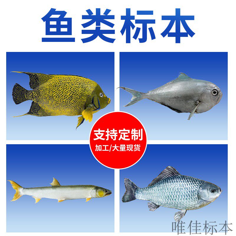 淡水海洋鱼类加工真实剥制标本定制作模型博物馆科普展览教学摆件图片