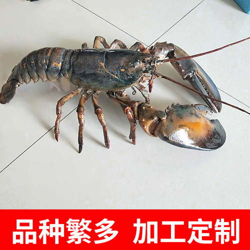 海洋生物龙虾螃蟹真实剥制标本加工定制作摆件道具展示装饰模型
