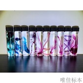 染色透明骨骼双重标本动物模型哺乳爬行类鱼类教学展示展览摆件