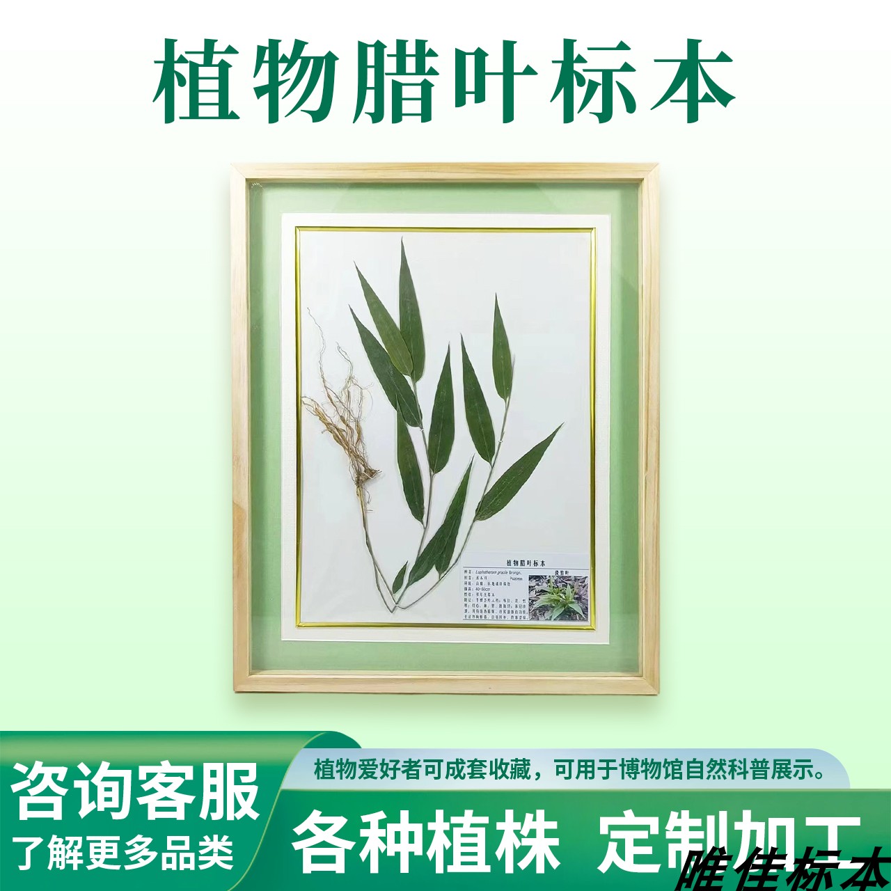 植物腊叶中草药蜡叶定制教学科普半成品展示展览带框真实标本墙图片