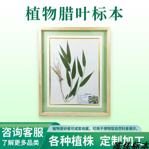 植物腊叶中草药蜡叶定制教学科普半成品展示展览带框真实标本墙