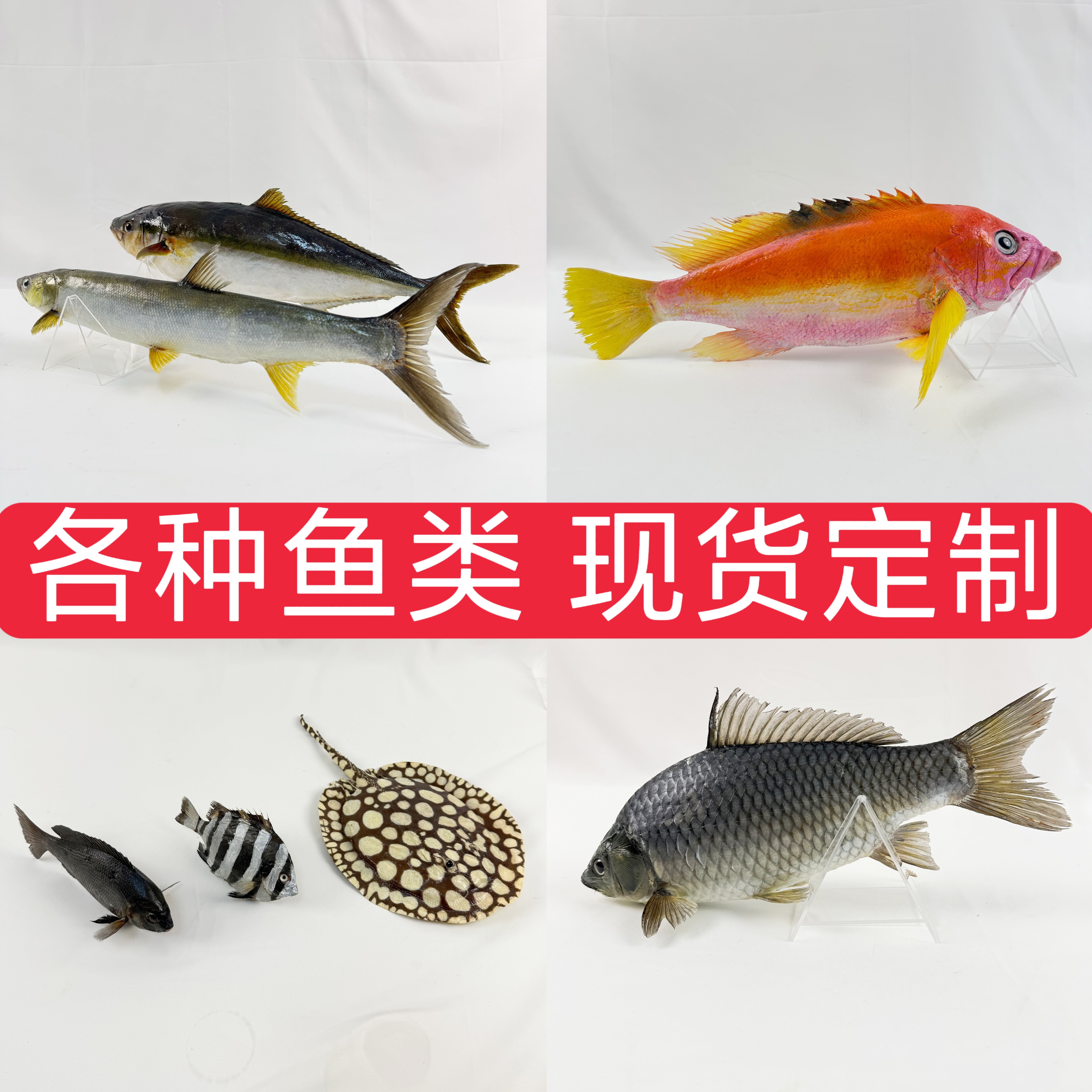 真实鱼类剥制标本加工制作科普海洋馆展览模型定制生态馆,文具电教/文化用品/商务用品,教学标本/模型,淘宝优惠券,粉丝福利购,淘宝优惠卷