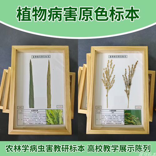 定制原色植物农作物病害病理病虫教研标本生长史展示学校教学植保