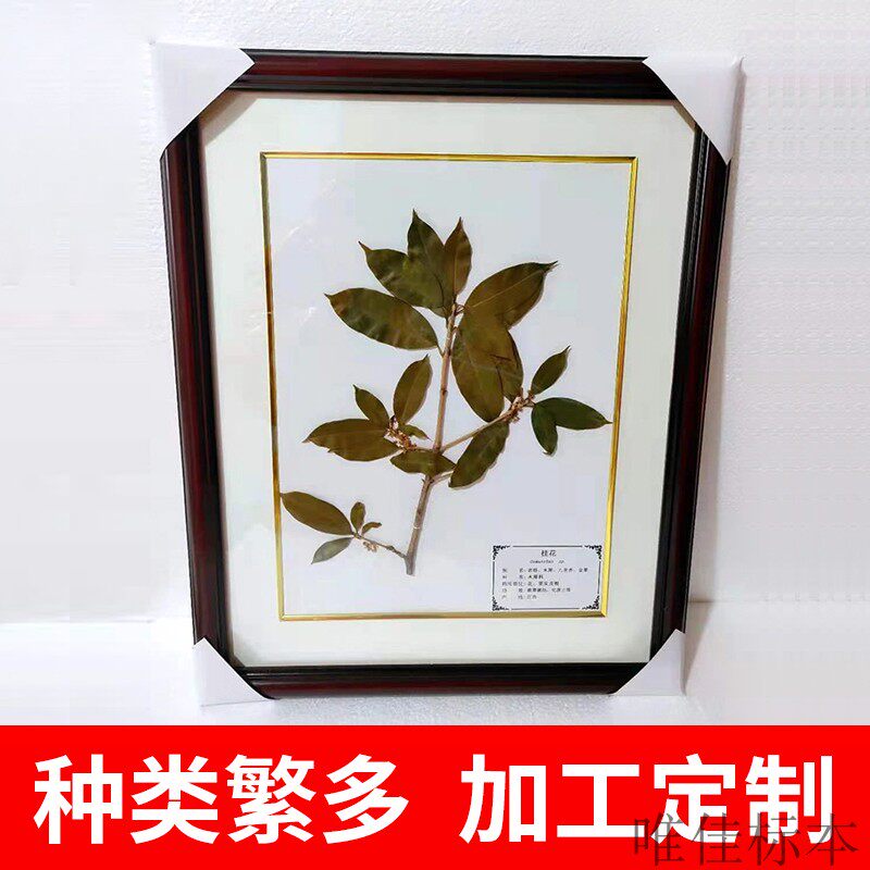 定制中草药植物带框蜡叶标本半成品保色展览馆展示用中药科普教学