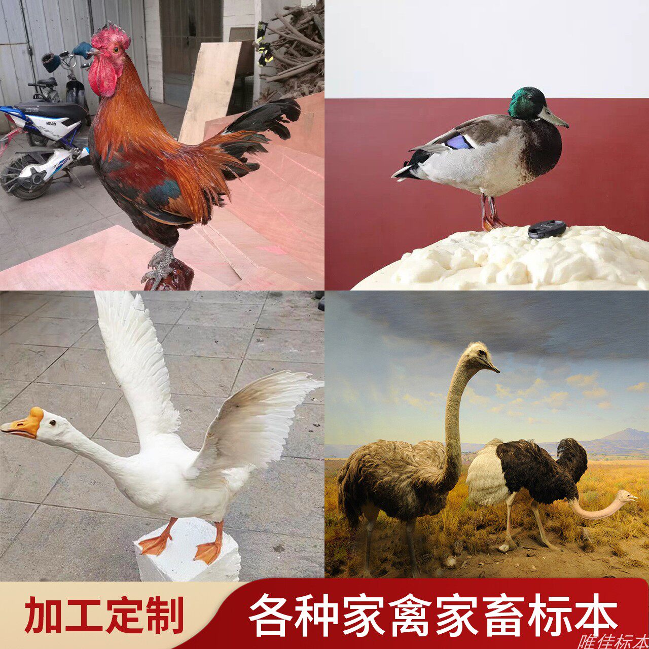 家禽家畜动物真实剥制标本加工定制作鸡鸭鹅鸵鸟模型教学展示摆件