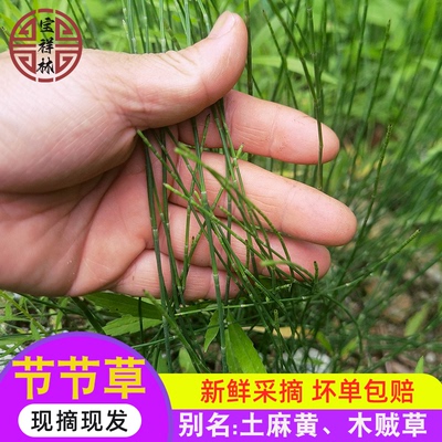 新鲜木贼草 节节草现采 土木贼锁眉草笔杆草节骨草500克